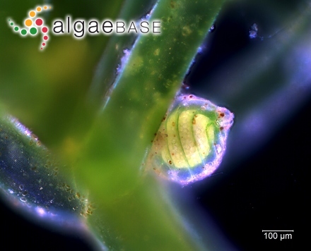 Ceramium violaceum var. nigrescens (Hudson) Wahlenberg