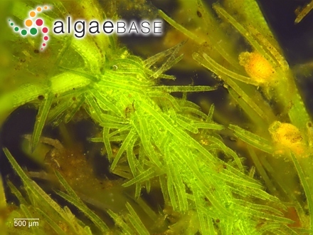 Caulerpa tenella Harvey
