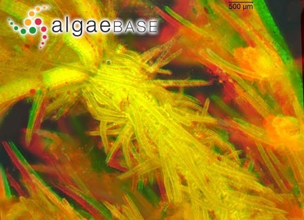 Sargassum amaliae Grunow