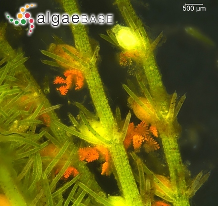 Sargassum linearifolium var. serrulatum Sonder