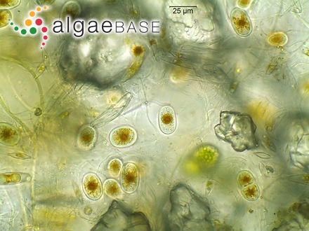 Caulerpa filiformis var. latior K.Hering