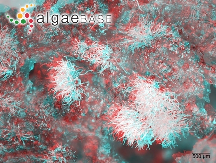 Corallina verrucosa (J.V.Lamouroux) Kützing
