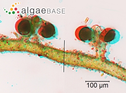 Pterocladia tropica E.Y.Dawson