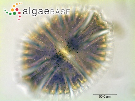 Turbinaria tanzaniensis Jaasund