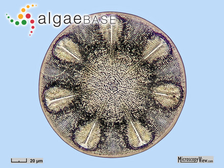 Boryna elongata (Hudson) Bory