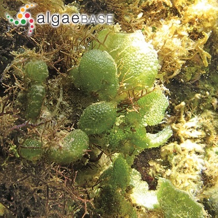 Trachelomonas cylindrica Ehrenberg