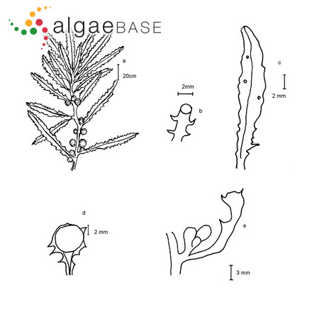 Trachelomonas sessilis var. elegans Playfair