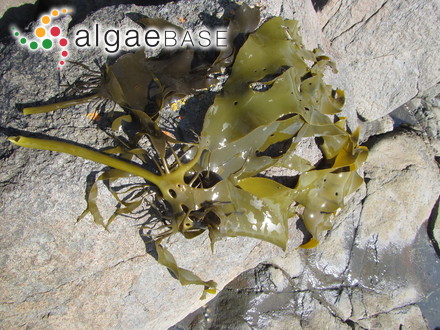 Achnanthes wellsiae Reimer
