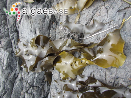 Frustulia magaliesmontana Cholnoky