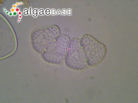 Rhoicosphenia abbreviata (C.Agardh) Lange-Bertalot