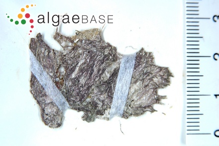 Tayloriella dictyurus (J.Agardh) Kylin