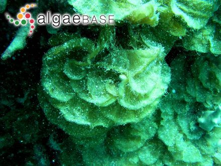 Caulerpa plumaris f. umbellata Weber Bosse