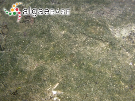 Callithamnion oppositifolium J.Agardh