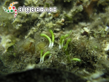 Spermothamnion repens f. roseolum (C.Agardh) Rosenvinge