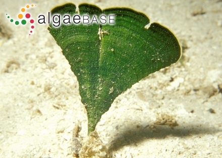 Hutchinsia coccinea (Hudson) C.Agardh