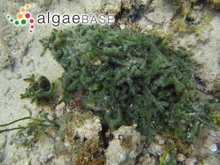 Gobia saxicola Okamura & Yamada