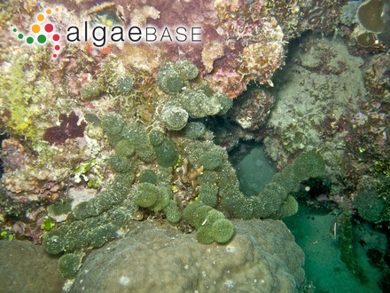 Cladosiphon decipiens (Suringar) Okamura