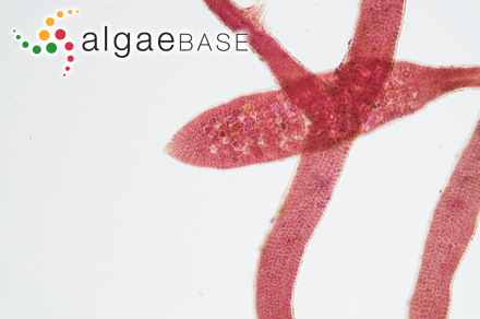 Dictyota marginata (J.Agardh) Hörnig, Schnetter & Prud’homme van Reine