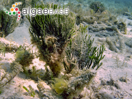 Ceramium diaphanum f. minusculum G.Mazoyer