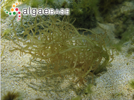 Desmarestia menziesii J.Agardh