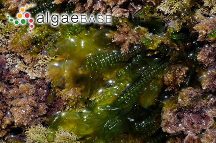 Blidingia minima var. subsalsa (Kjellman) Scagel