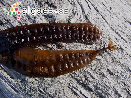 Delesseria hancockii W.R.Taylor