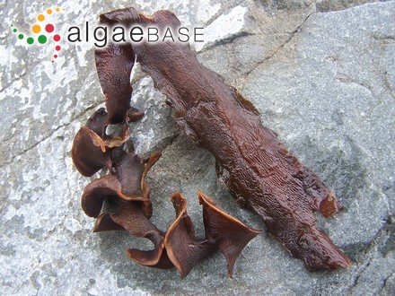 Amphiroa polysona Montagne