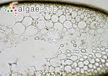 Delesseria marginifera J.Agardh