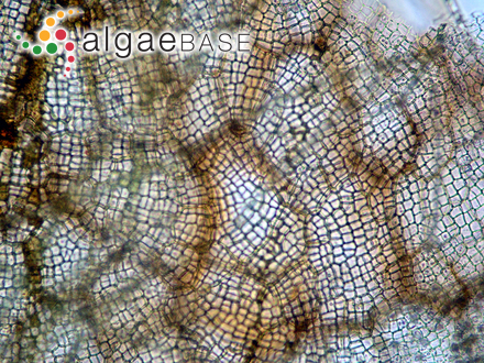 Delesseria heterocystidea J.Agardh