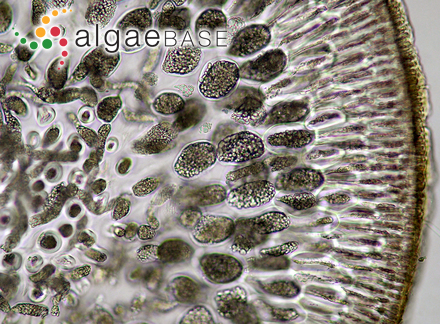Rhodoglossum cobinae E.Y.Dawson