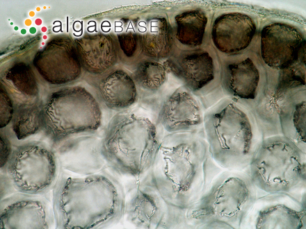 Desmia hornemannii Lyngbye