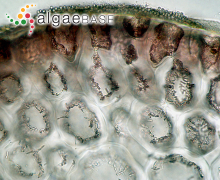 Fucus radula Esper