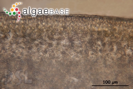 Anatheca furcata Setchell & N.L.Gardner