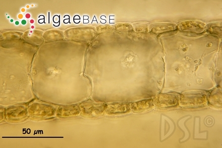 Cyclospora curtissiae J.Agardh