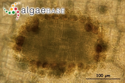 Conferva clavata C.Agardh
