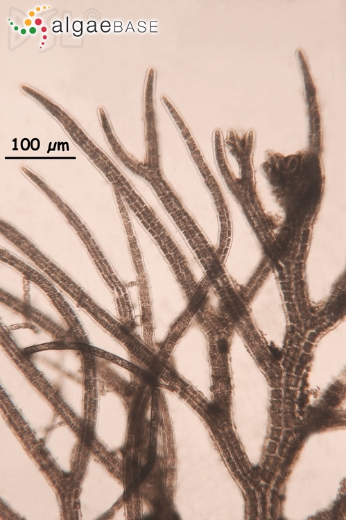 Bostrychia (alga) Alchetron, The Free Social Encyclopedia