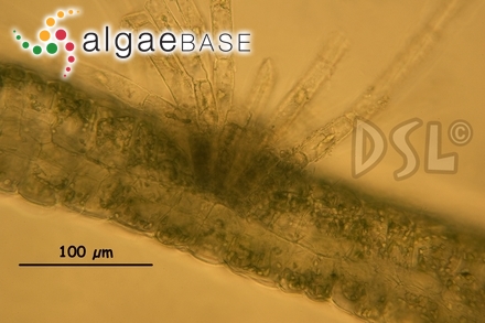 Lithophyllum consociatum Foslie