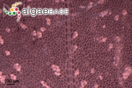 Chylocladia parvula (C.Agardh) Hooker