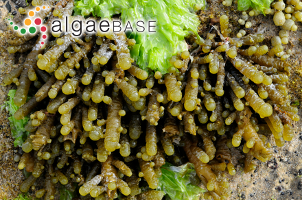 Thysanocladia densa (Sonder) Kraft