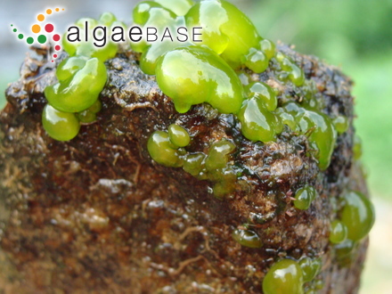 Rytiphlaea pinastroides (Stackhouse) C.Agardh