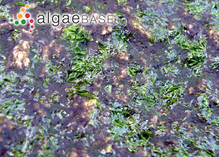 Galaxaura veprecula Kjellman
