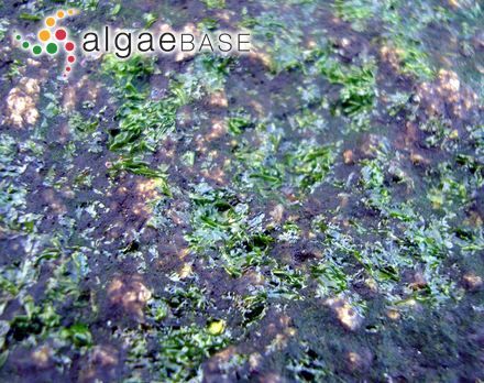Gloiophloea chinensis C.K.Tseng