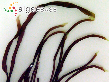 Bryopsis ambigua (Okamura) Okamura