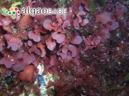 Vaucheria pachyderma J.Walz