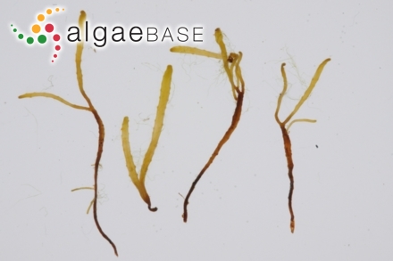Delesseria platycarpa (Turner) J.V.Lamouroux