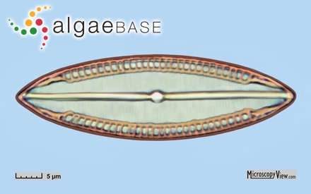 Sargassum biserrulioides C.K.Tseng & Lu Baroen