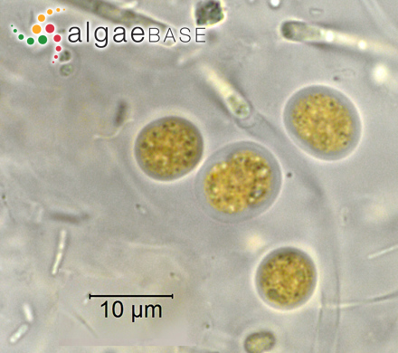 Aphanocapsa parietina Nägeli