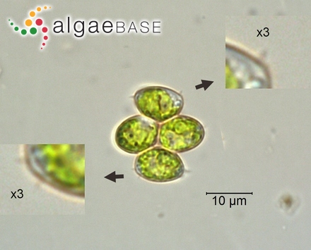 Desmodesmus denticulatus (Lagerheim) S.S.An, T.Friedl & E.Hegewald