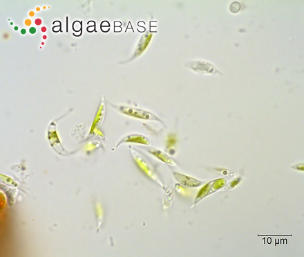 Keratococcus bicaudatus (A.Braun ex Rabenhorst) J.B.Petersen