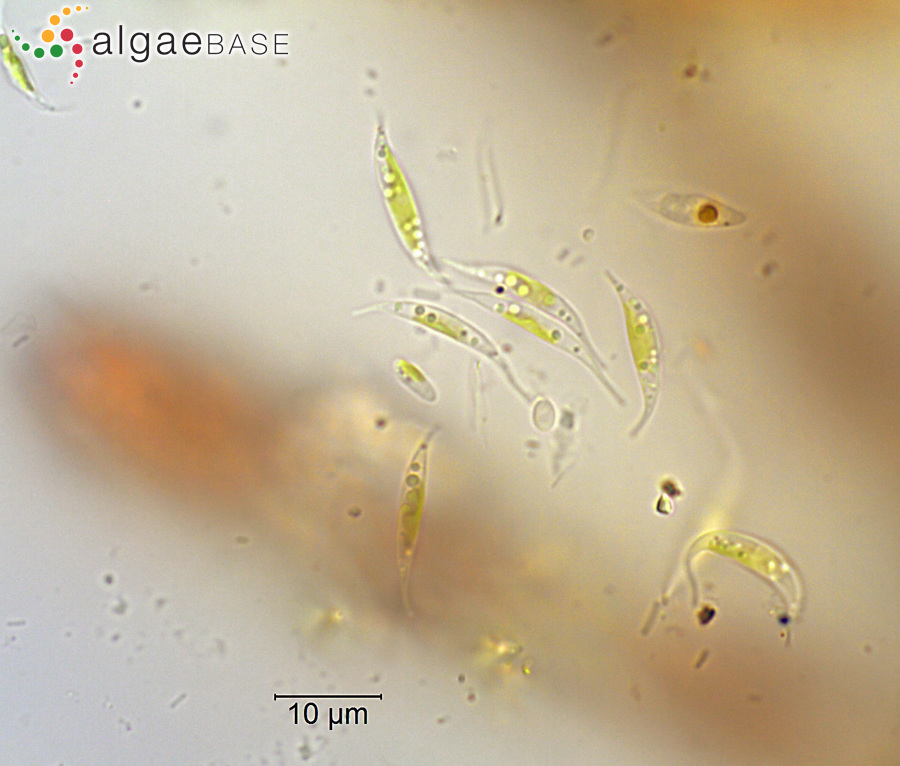 Keratococcus bicaudatus (A.Braun ex Rabenhorst) J.B.Petersen